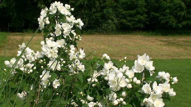 Die wei&szlig;en Bl&uuml;ten des Jasminstrauches bewegen sich im Wind (Totale)