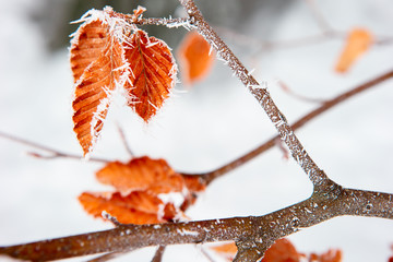 frost