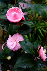 Japanese camellia