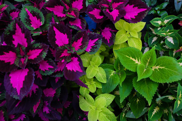 Coleus