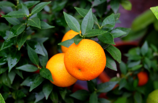 Mandarin on a branch