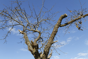 Fototapeta na wymiar tree in front of blue sky