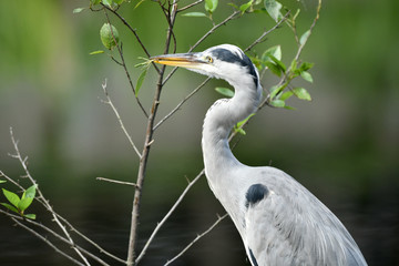 木の葉をついばむアオサギ