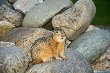 Naklejka na ściany i meble Altai squirrel (Citellus undulatus)
