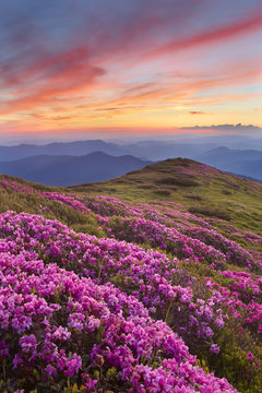 rhododendron in mountains