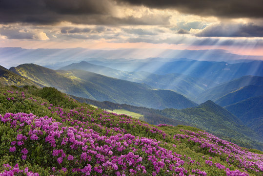 rhododendron in the Carpathians