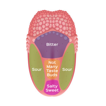 Taste map of the tongue with its four taste areas - bitter, sour, sweet and salty. Tonge anatomy . vector