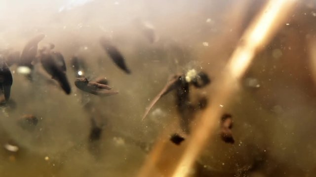 Underwater shot of diving beetle swimming among newly hatched moor frog tadpoles in a lake
