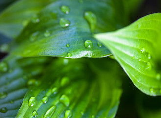 Green leaves of hosta with dew drops