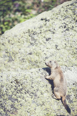 Petite marmotte