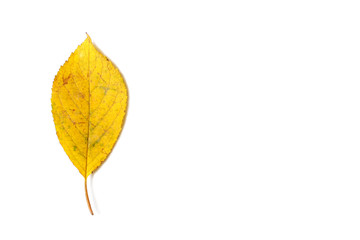 Yellow leaf on white background