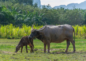 Fototapeta premium Thai buffalo standing in a grass field at Phang Nga, Thailand