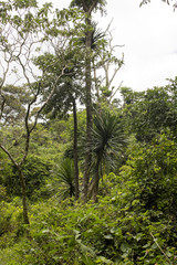 Fototapeta premium original forest habitat, Amber Mountain National Park,