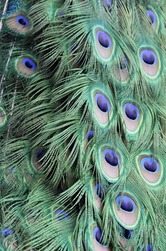 Closeup on peacock feather details
