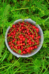 Red currants in a bowl in the green grass, top view