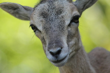 Mufflon Animal Portrait