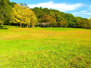 秋の草原と林風景