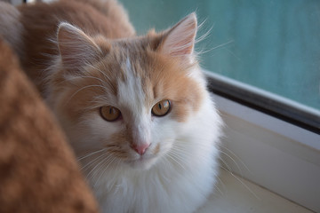 Kitten on the windowsill
