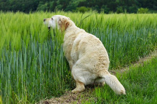 Labrador beim kacken am Feldrand