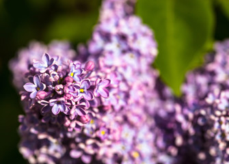 Flowers of Lilac