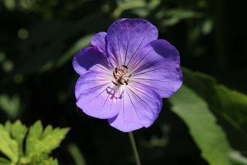 Blue "Cranesbill" flower in Zurich, Switzerland. Its botanical name is Geranium, native to Mediterranean region.