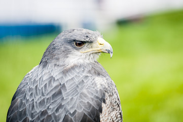 Buse bleue du Chili