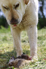 Labrador beim Beute fressen in der Natur