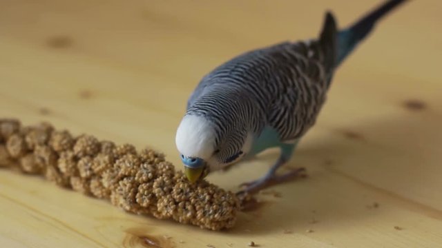 Budgerigar (Melopsittacus undulatus) eating a dried ear of cereals on a wooden background.