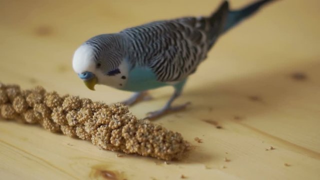 Budgerigar (Melopsittacus undulatus) chooses is a dried ear of corn with a wooden background.