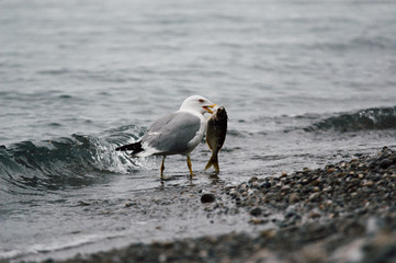 Ocean bird catching fish
