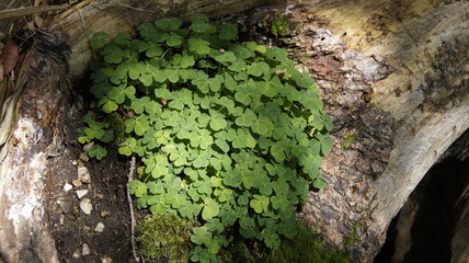 Natur