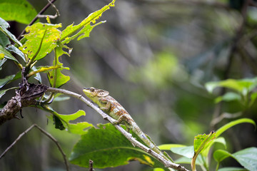 Amber Mountain chameleon, Calumma ambrensis on twig National Park Amber Mountain, Madagascar