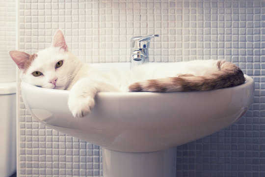 gato durmiendo en lavabo