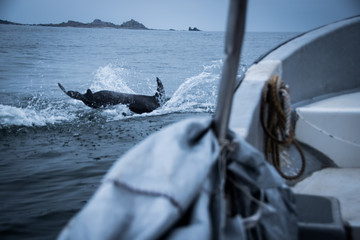Delfin neben Boot © Henry
