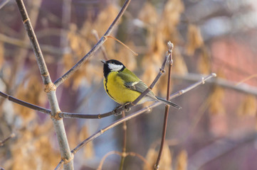 tit on a branch