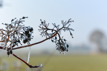 Frost am Baum und Ast