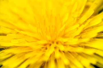 Closeup of the blooming yellow dandelion flower