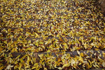 Yellow leaves at winter