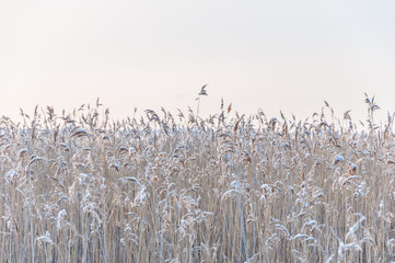 Snowy Reed on a Cold Winter Day