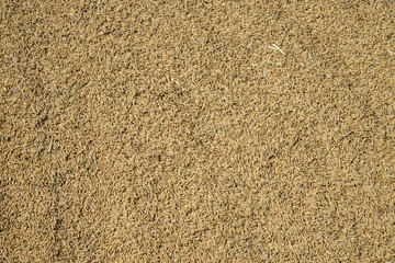 The dry paddy