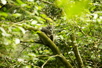 Crowned lemur, Eulemur coronatus, not in the trees or see Amber Mountain National Park, Madagascar