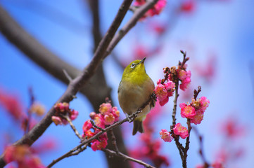 メジロとウメ　Japanese white-eye with apricot flowers