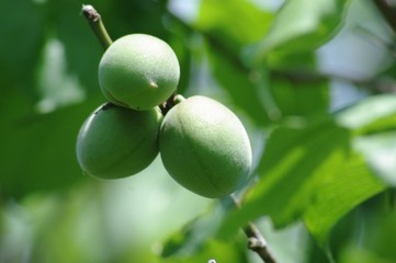 梅の実　apricot fruits