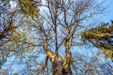 Fototapeta na wymiar Big tree branch rising in the sky, nature