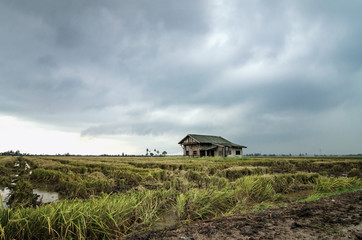 Fototapeta na wymiar Abandon wooden house surrounded by paddy field during harvesting season. dramatic clouds rain background.selective focus and image may contain grain