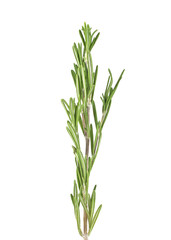 Fresh green sprig of rosemary isolated on a white background