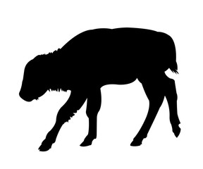 Buffalo Baby Silhouette on White Background - 129173766