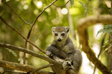 Male Crowned lemur, Eulemur coronatus, sitting on a branch, Ankarana Reserve, Madagascar