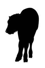 Buffalo Baby Silhouette on White Background