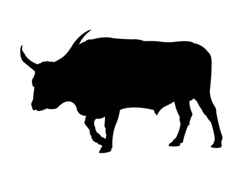 Walking Bull Silhouette on White Background
